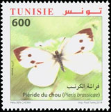 Timbre: Papillons de Tunisie : Piéride du Chou